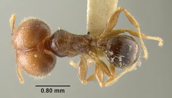 Media type: image;   Entomology 22808 Aspect: habitus dorsal view